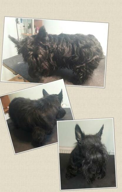 Strzyżenie psów Olsztyn