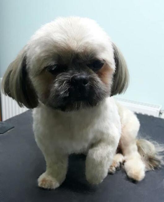 Strzyżenie psów Olsztyn