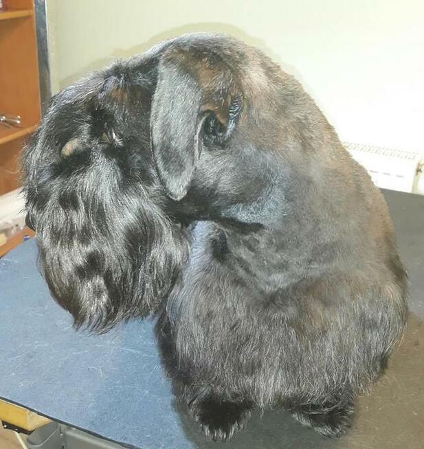 Strzyżenie psów Olsztyn