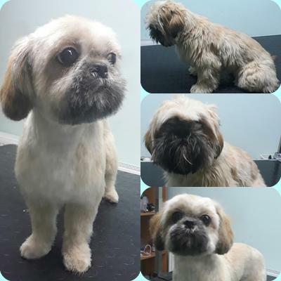 Strzyżenie psów Olsztyn