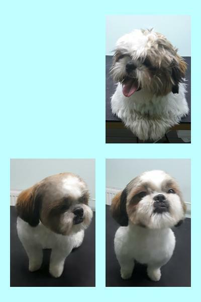 Strzyżenie psów Olsztyn