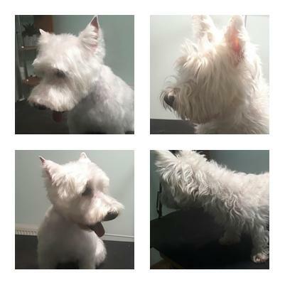 Strzyżenie psów Olsztyn