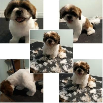 Strzyżenie psów Olsztyn