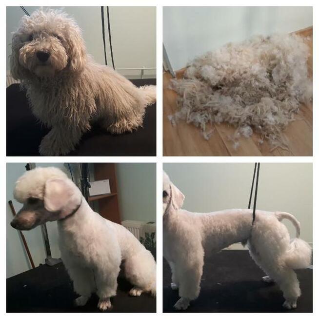 Strzyżenie psów Olsztyn