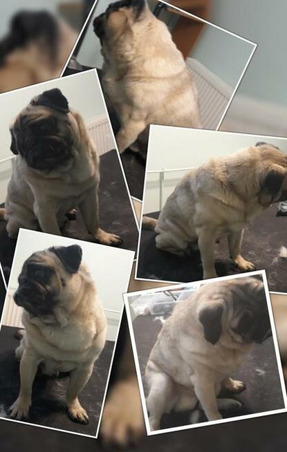 Strzyżenie psów Olsztyn