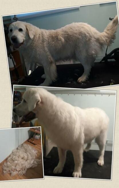 Strzyżenie psów Olsztyn