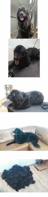 Strzyżenie psów Olsztyn