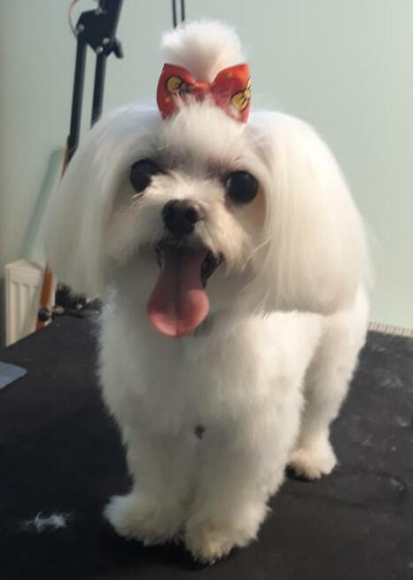 Strzyżenie psów Olsztyn