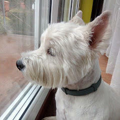 Strzyżenie psów Olsztyn