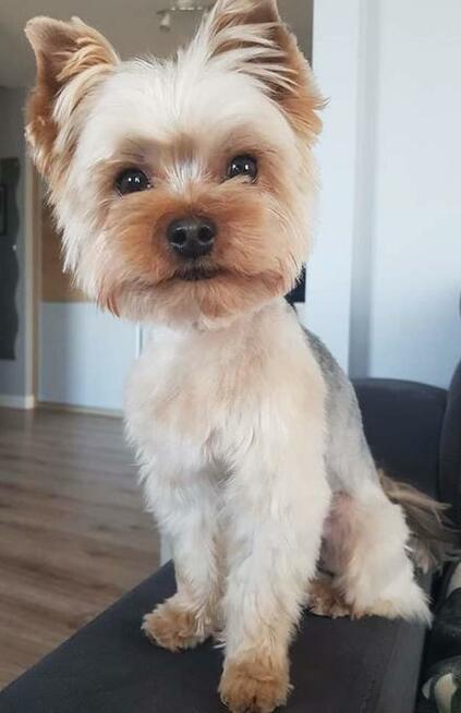 Strzyżenie psów Olsztyn