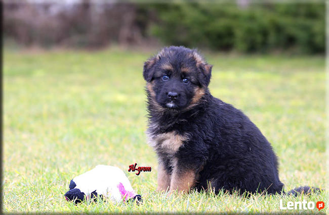 Owczarki Niemiecki długowłosa suczka rod FCI
