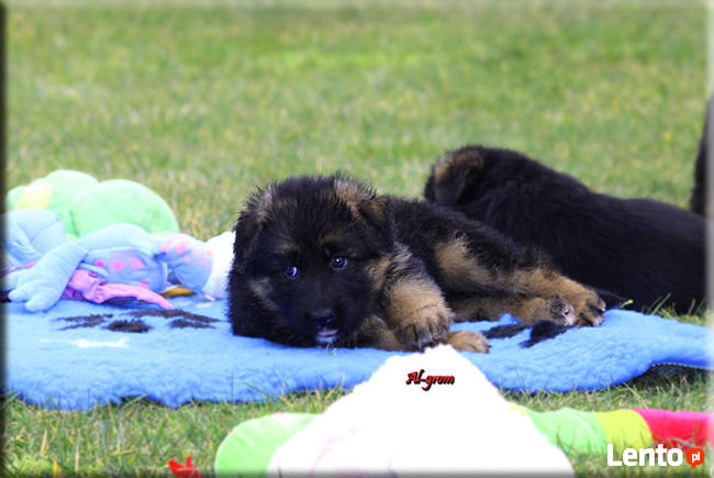 Owczarki Niemiecki długowłosa suczka rod FCI