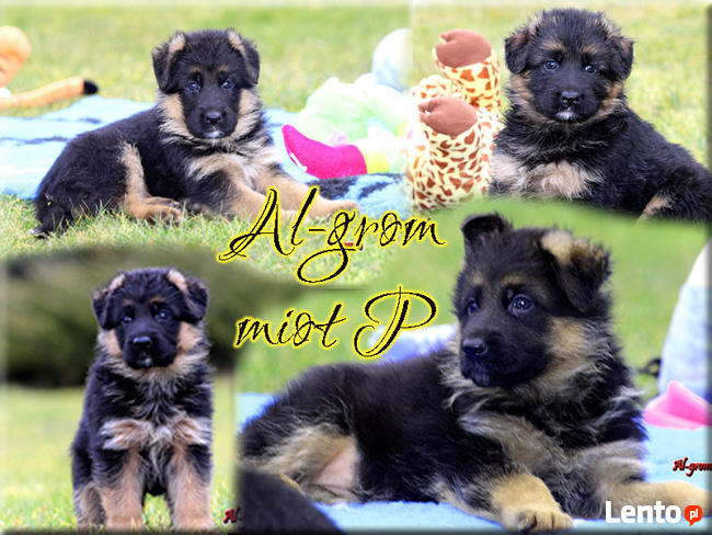 Owczarki Niemiecki długowłosa suczka rod FCI