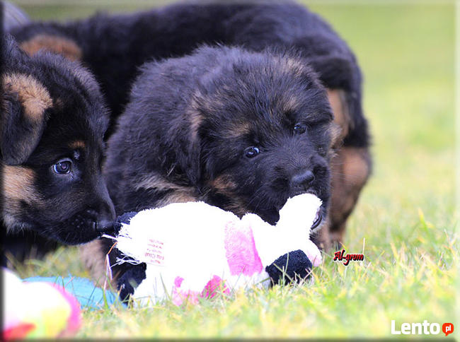 Owczarki Niemiecki długowłosa suczka rod FCI
