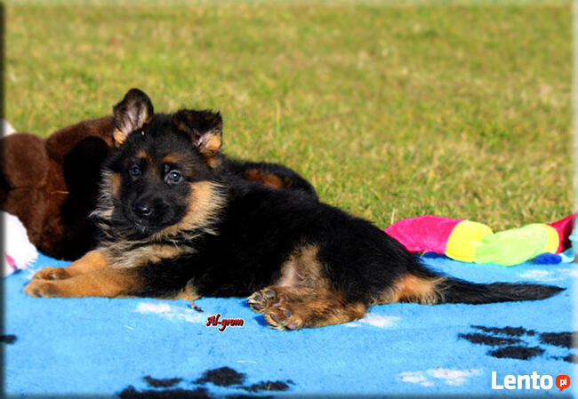 Krótkowłose suczki rasy Owczarek Niemeicki FCI