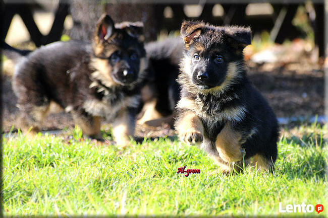 Krótkowłose suczki rasy Owczarek Niemeicki FCI