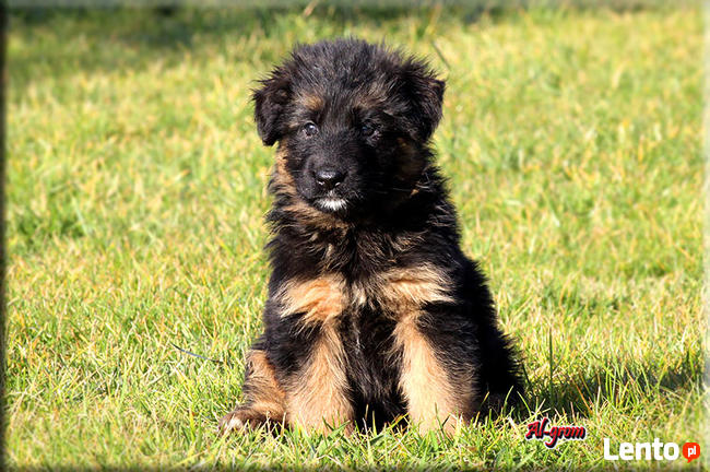 Owczarki Niemiecki długowłosa suczka rod FCI