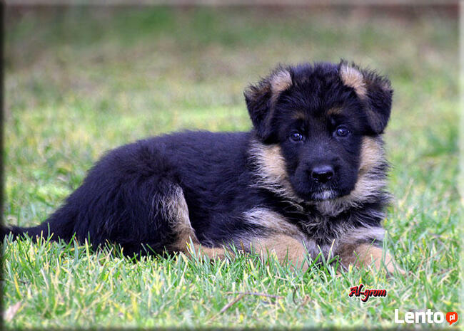 Krótkowłose suczki rasy Owczarek Niemeicki FCI