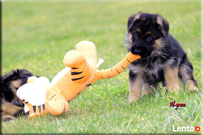 Krótkowłose suczki rasy Owczarek Niemeicki FCI