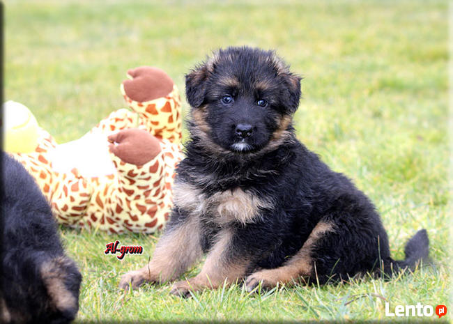 Owczarki Niemiecki długowłosa suczka rod FCI