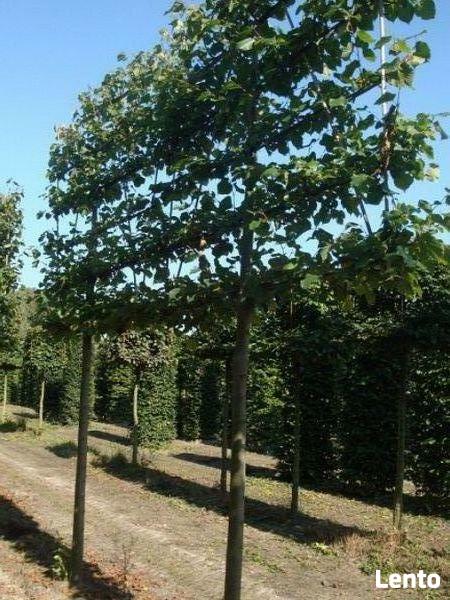 Drzewa Liściaste ozdobne klony lipy brzozy jarzębiny Palmety