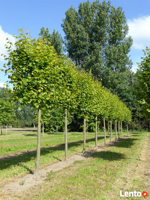 Drzewa Liściaste ozdobne klony lipy brzozy jarzębiny Palmety