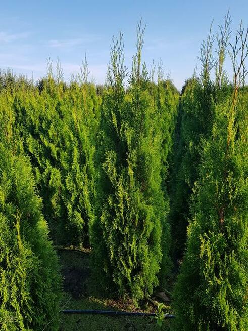 Tuja/Thuja szmaragd 120-140cm, Gwarancja Satysfakcji