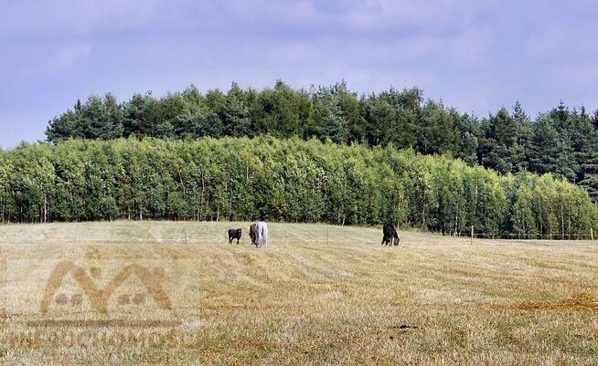 Działka siedliskowa Miechęcino gm. Dygowo, Miechęcino