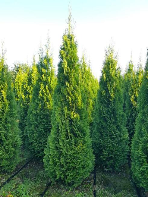 Tuja/Thuja szmaragd 120-140cm, Gwarancja Satysfakcji