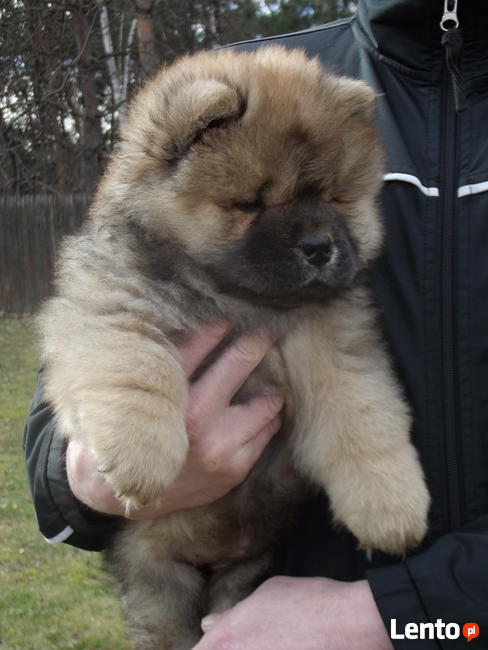 Chow Chow suczka z rodowodem ZKwP/FCI