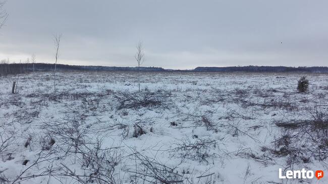 Wycinka drzew, krzaków, samosiewy, odkrzaczanie zrebka