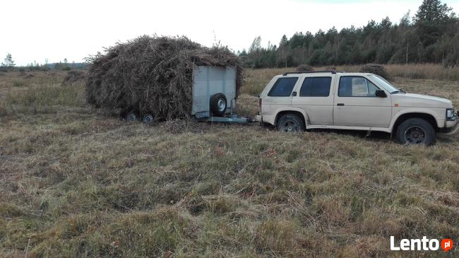 Wycinka drzew, krzaków, samosiewy, odkrzaczanie zrebka