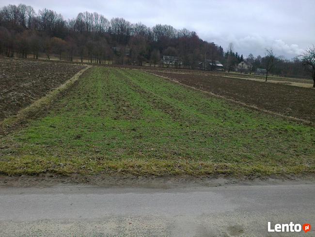 Sprzedam działkę rolną 12 arów w Połańcu