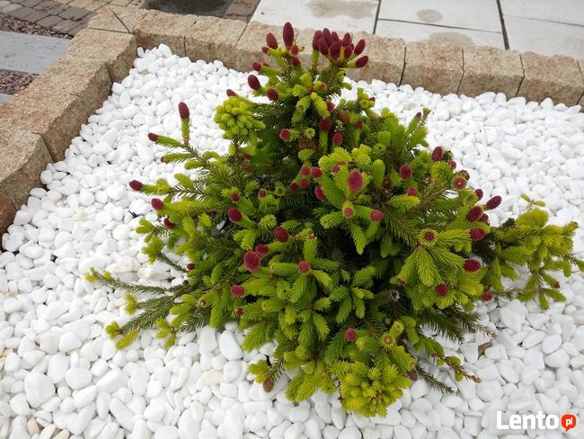 Zakładanie trawników, automatyczne nawadnianie, wertykulacja