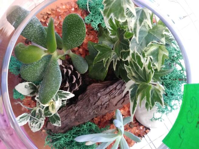 LAS W SZKLE!!! Piękny do ozdoby domu, na prezent.