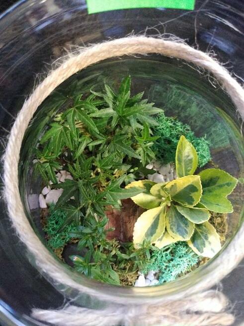 LAS W SZKLE!!! Piękny do ozdoby domu, na prezent.