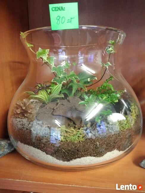 LAS W SZKLE!!! Piękny do ozdoby domu, na prezent.