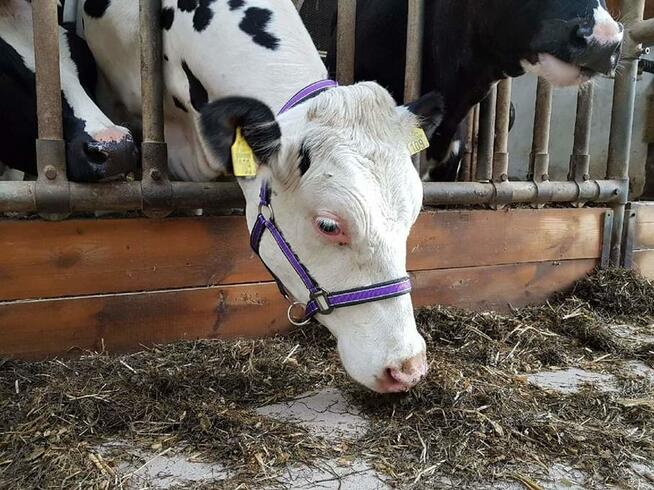 Sklep Jeździecki PRO HORSE Zapraszamy!