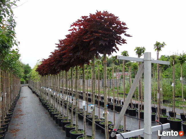 Przycinanie drzew wycinka alpinistyczna