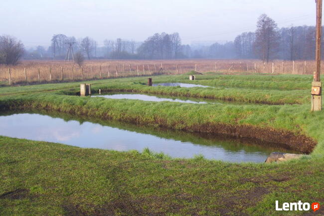 Karp Narybek kroczek