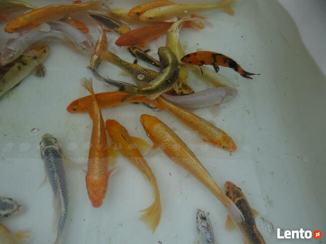 Karp Narybek kroczek