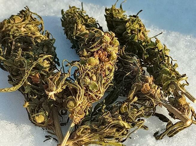 Herbata konopna Vegerest