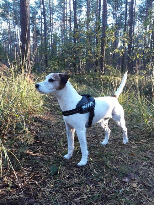 Asystent, opiekun Seniorów i Osób z niepełnosprawnością