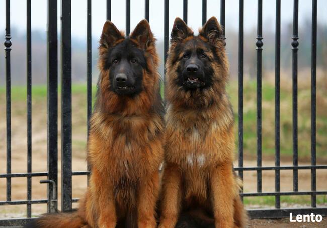 Owczarki niemieckie dlugowlose