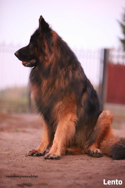 Owczarki niemieckie dlugowlose