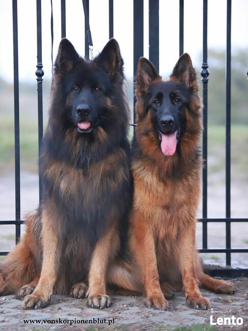 Owczarki niemieckie dlugowlose