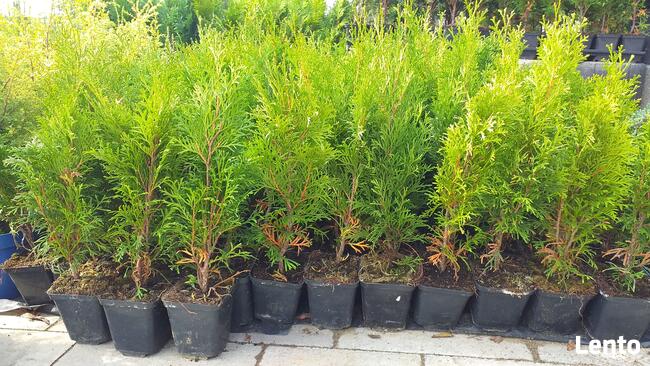 Piękne krzewy ozdobne do ogrodu i na skarpy od 4,50zl!!!