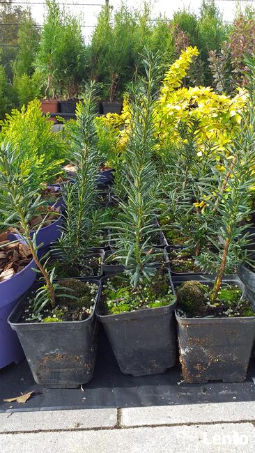 Piękne krzewy ozdobne do ogrodu i na skarpy od 4,50zl!!!