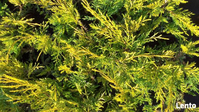 Piękne krzewy ozdobne do ogrodu i na skarpy od 4,50zl!!!