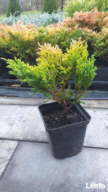 Piękne krzewy ozdobne do ogrodu i na skarpy od 4,50zl!!!